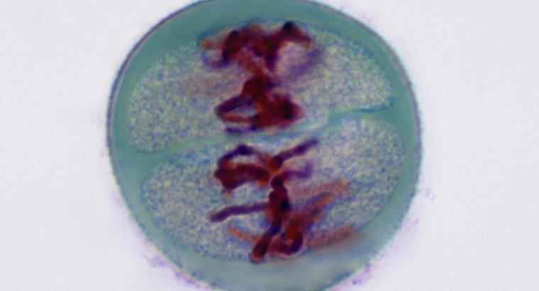 De ce trece peste importanta in meioza?