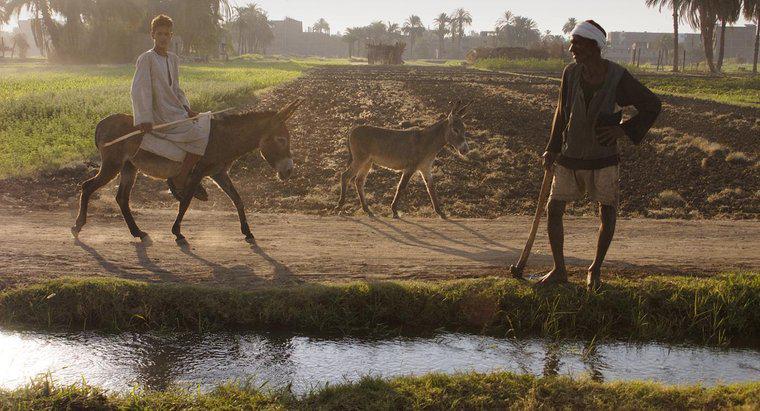 De ce a fost valea râului Nil bun pentru agricultură?