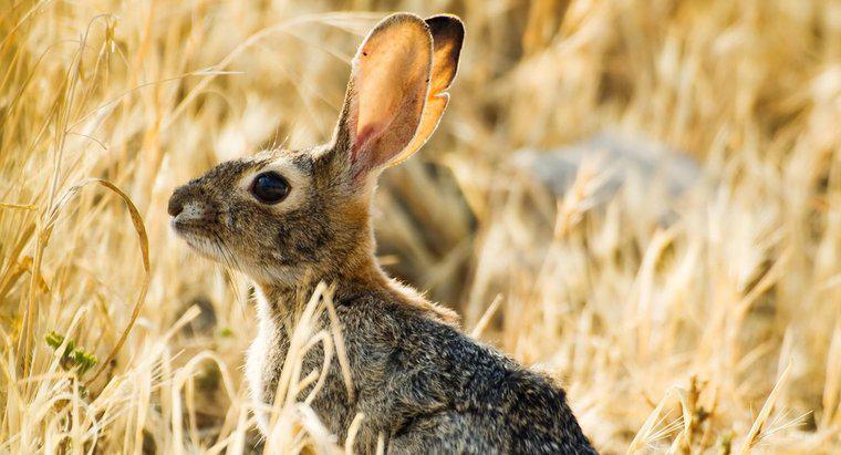 Cât de departe poate auzi urechea unui iepure?