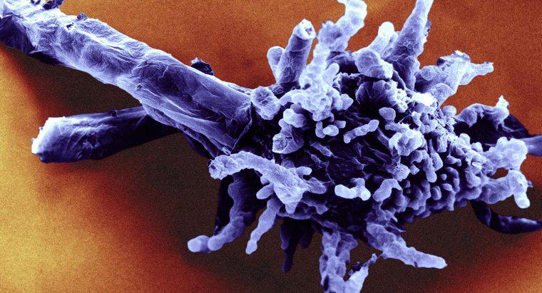 Care este numele științific pentru amoeba?