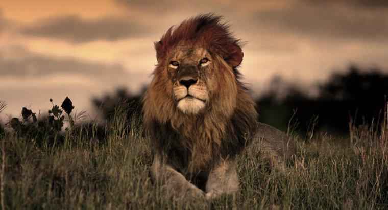 Cât de mult trăiesc leii în sălbăticie?