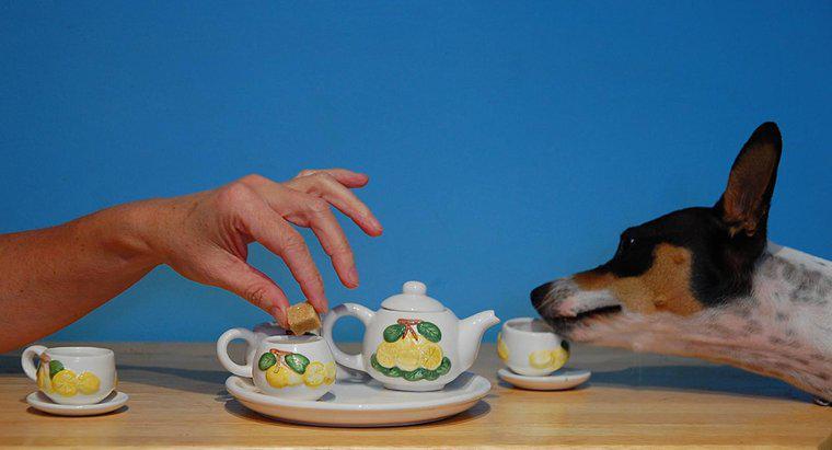 Este ceaiul otrăvitor pentru câini?