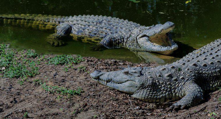 Care sunt diferitele specii de crocodili?