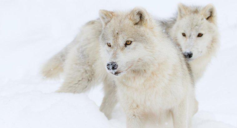 Ce fac lupii din Arctica?