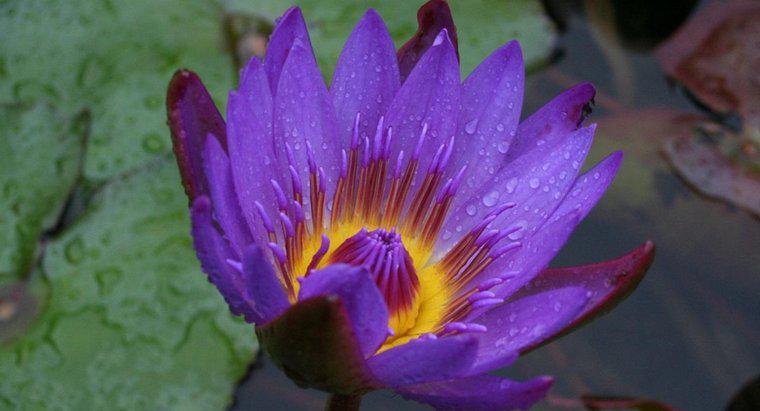 Ce este o floare de lotus negru?