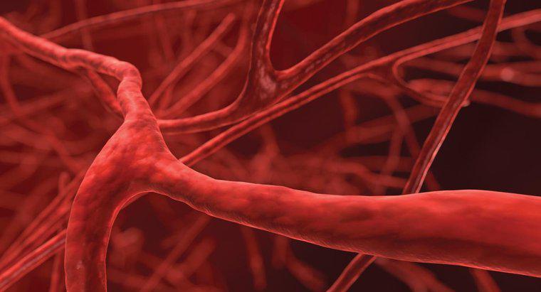 Care este cel mai mic vas de sange din corp?