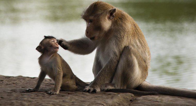 Care este clasificarea științifică a unei maimuțe?