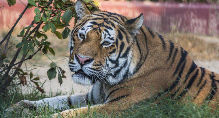 Care sunt avantajele și dezavantajele tigrilor?
