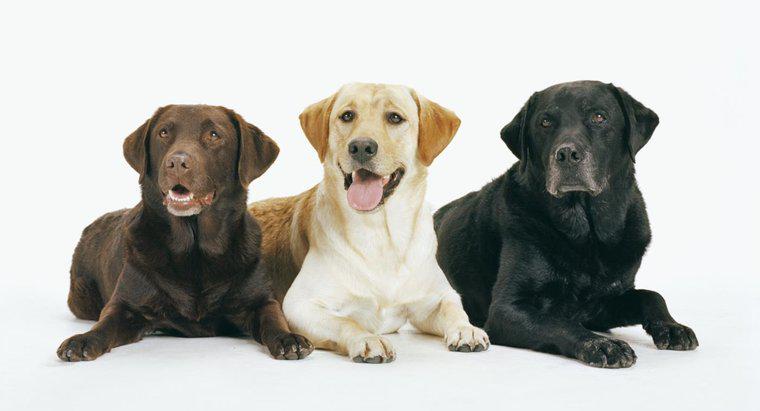 Care sunt diferitele tipuri de Labrador Retrievers?