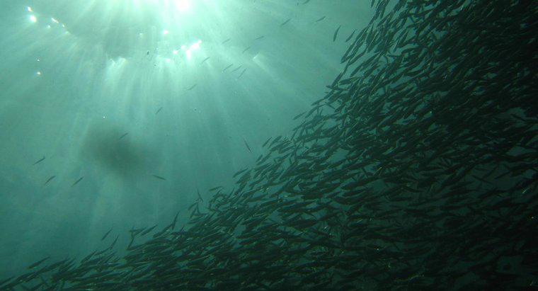 Care este diferența dintre hamsii și sardinele?