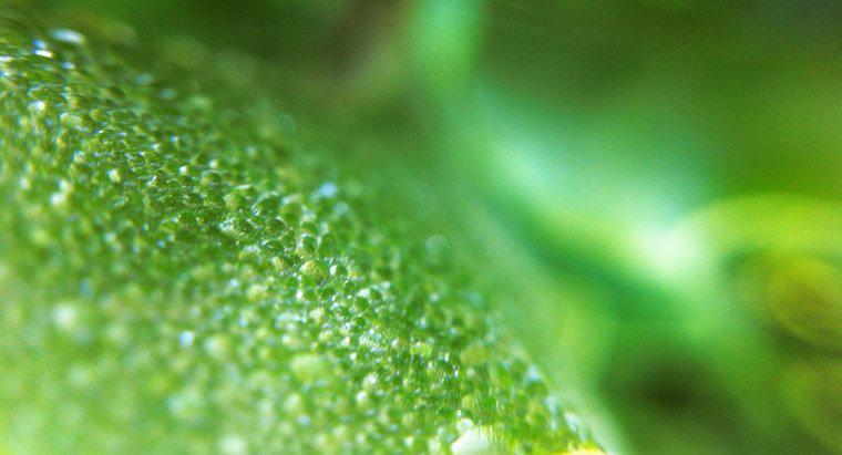 Ce face cloroplastul într-o celulă de plantă?