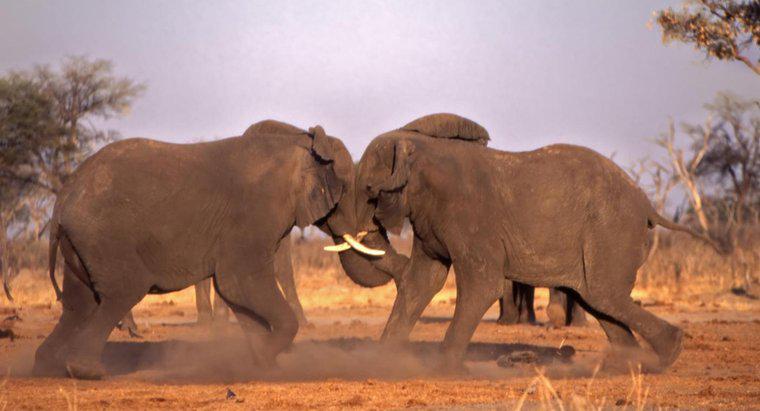 Cum se protejează elefanții?