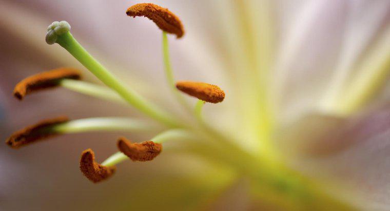 Care parte a unei flori produce polen?