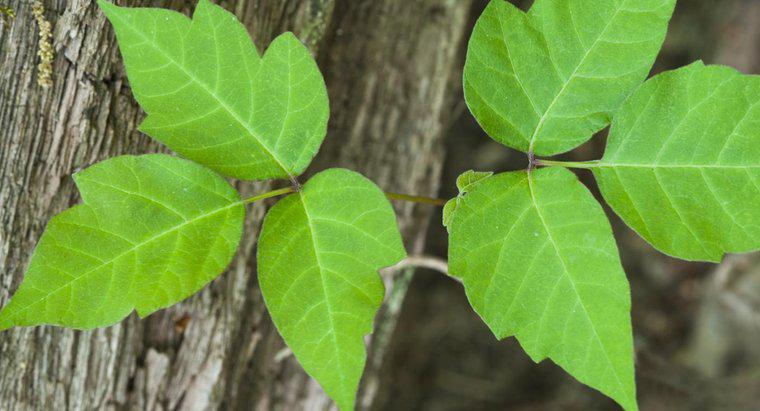 Care este diferența dintre Oak Poison și Ivy Poison?