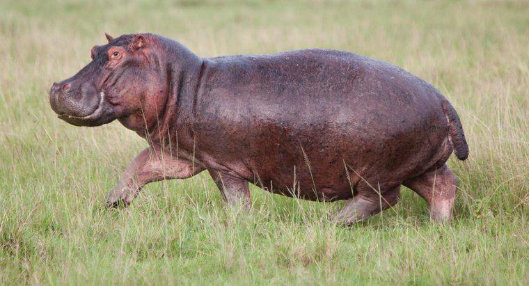 Ce este un hipopotam?