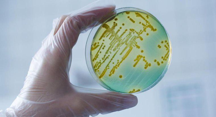Care este numele științific al bacteriilor?