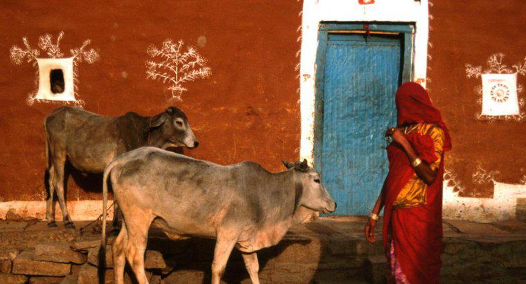 Poate hinduși bea lapte de vacă?
