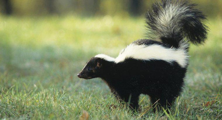 Cat de departe poate un spray de skunk?
