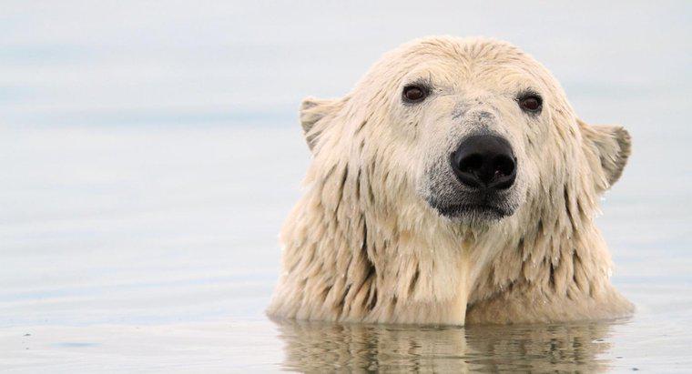 Cum se adaptează ursul polar să supraviețuiască?