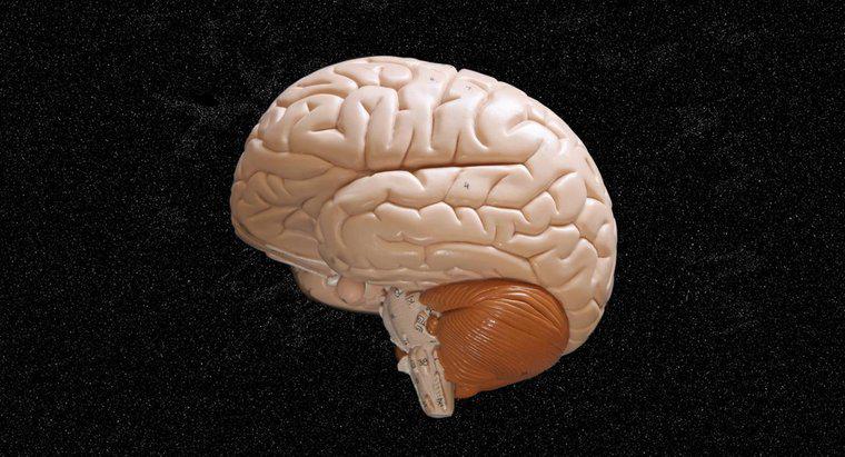 Creierul este făcut din grăsime?