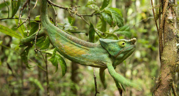 Cum se adaptează chameleonii la împrejurimile lor?