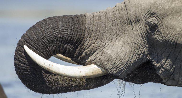 Pentru ce sunt folosite colții de elefant?
