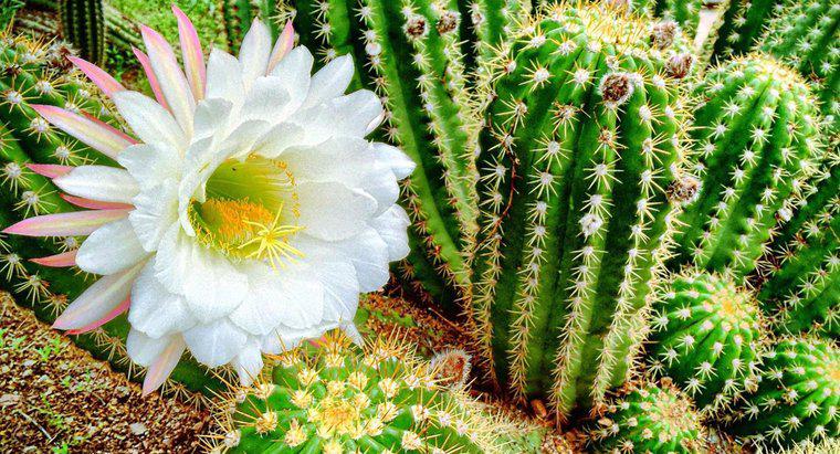 Care sunt diferitele tipuri de plante cu Cactus înflorit?