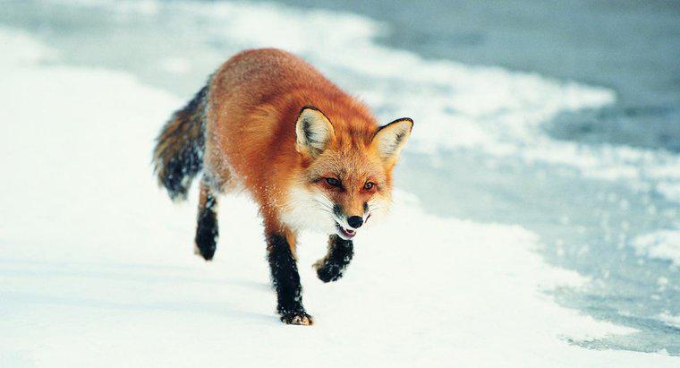 Ce mănâncă Foxes?