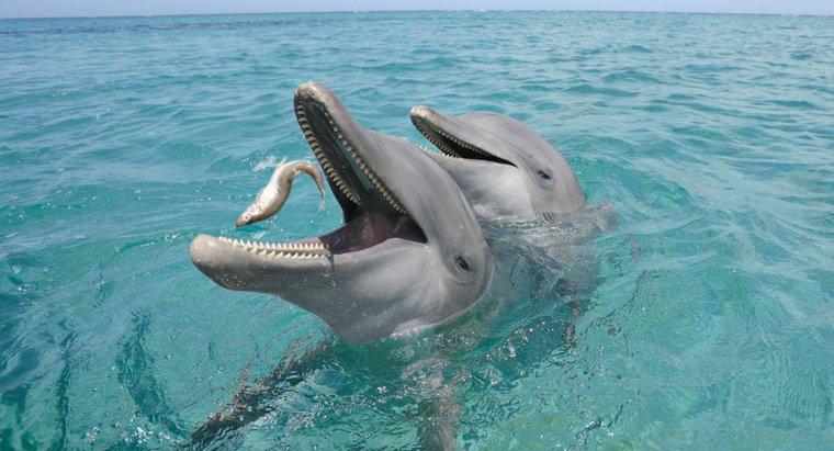 Ce mănâncă delfinii?