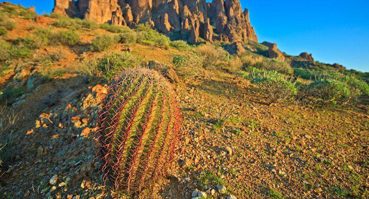 Puteți bea apă de la un cactus pentru a supraviețui?