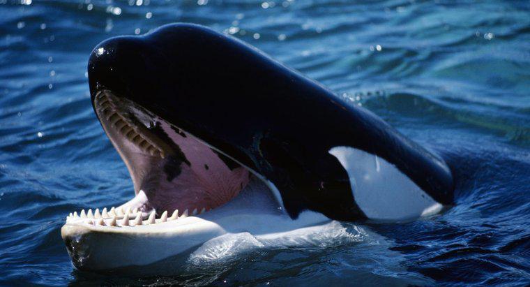 Cât de mulți dinți are un balen criminal?