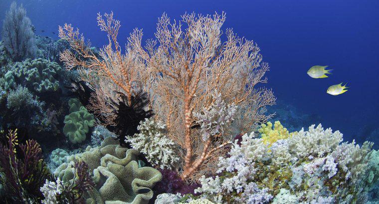 Ce culoare este coralul?