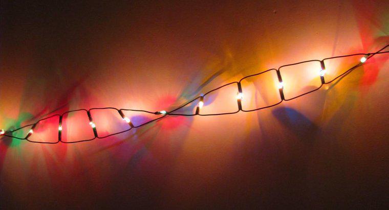 Ce clasă de macromolecule aparține ADN-ului?