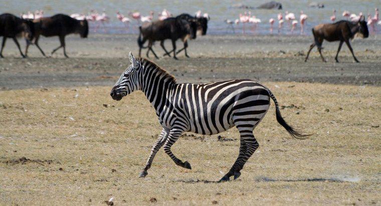 Cât cântă Zebras?