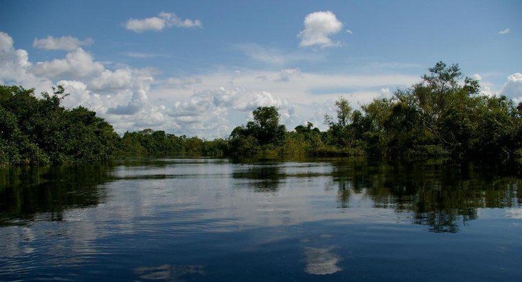 Care sunt utilizările râului Amazon?