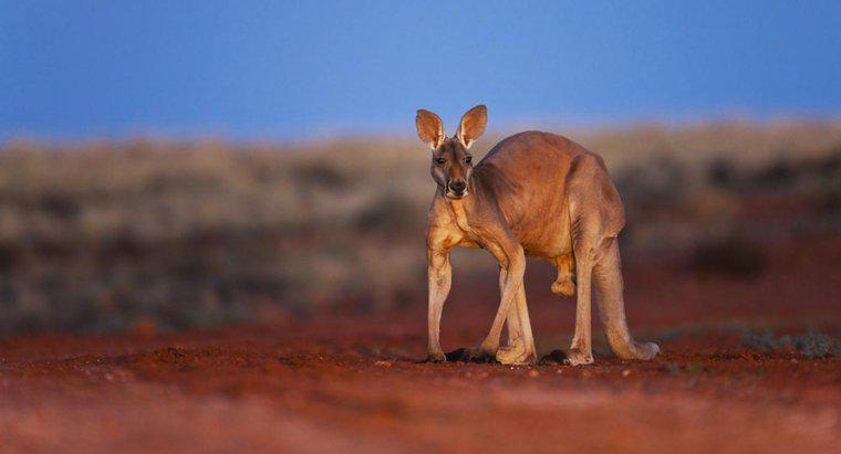 Care este animalul național al Australiei?