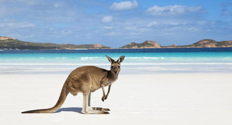 Ce două oceane ating Australia?