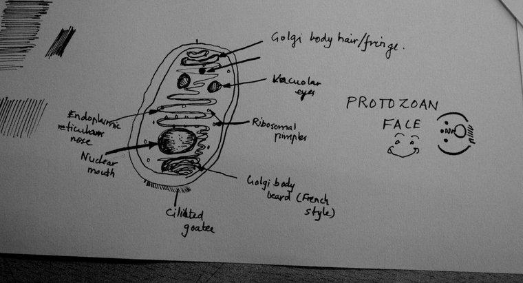 Care sunt tipurile de protozoare?