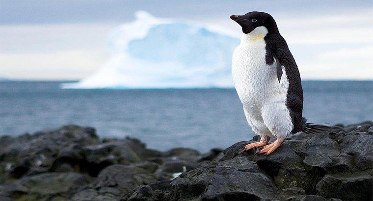 Ce ocean înconjoară Antarctica?