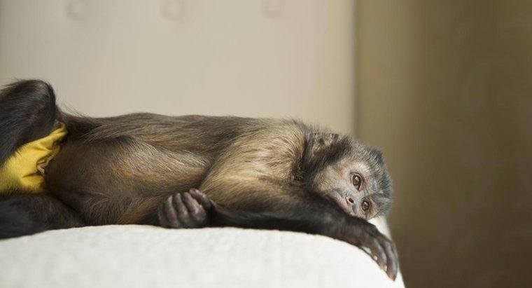 Maimuțele Capuchin fac animale de companie bune?