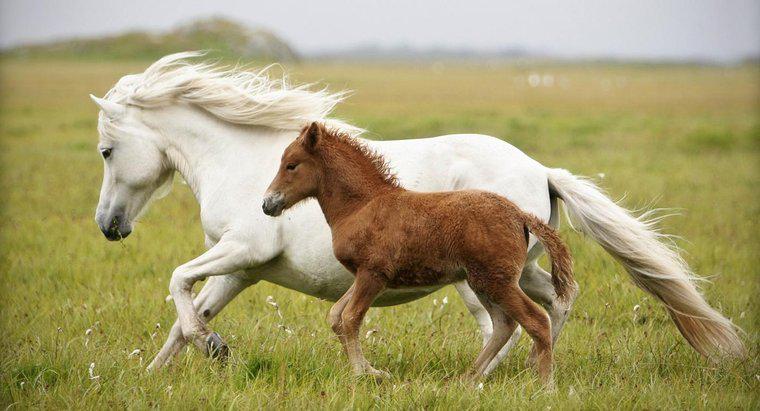Care este numele unui cal de bebelus?