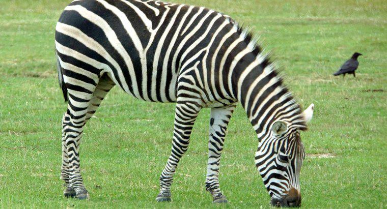 Cât de mult o Zebra mănâncă o zi?