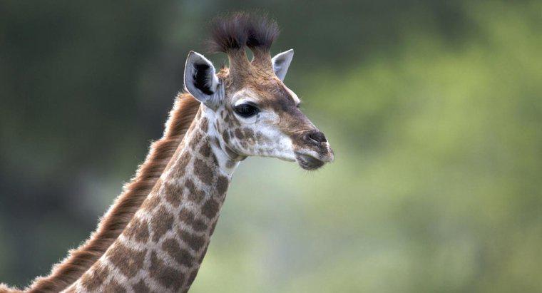 Cât de mare este un girafă pentru copii?