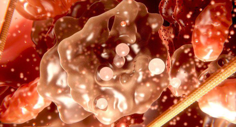Care este diferența dintre cytoplasma și protoplasm?