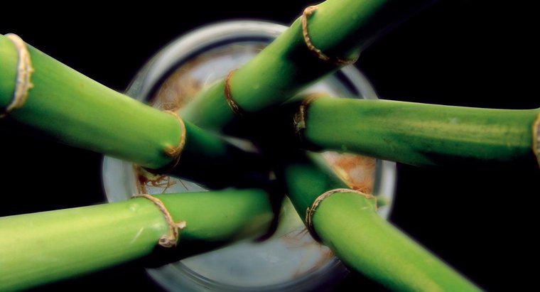 Cum reproduce bambusul?