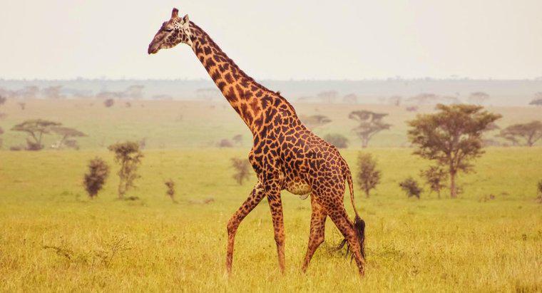 Care sunt unele fapte despre anatomia girafa?