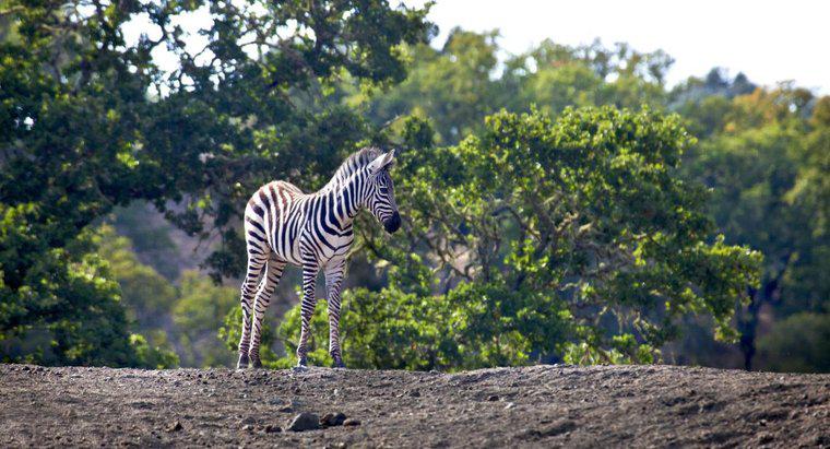 Ce este numit un Zebra Baby?