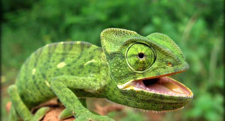 Care sunt caracteristicile unei reptile?