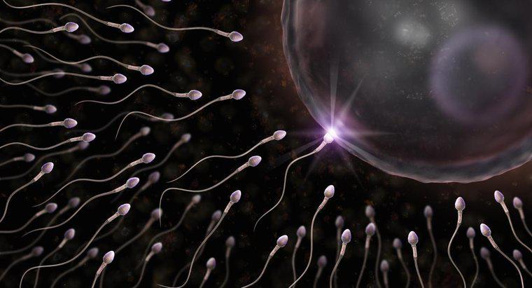 De ce o celulă de spermă are o coadă?
