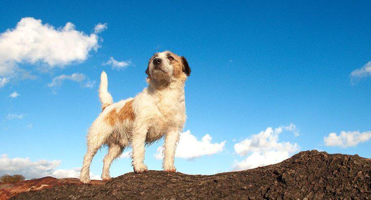 Ce este Jack Russell Terrier?